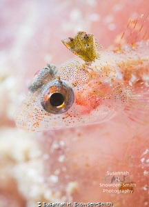 "Blushing" - A triplefin blenny poses for its close up on... by Susannah H. Snowden-Smith 